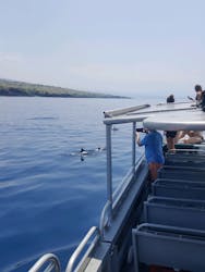 Giro turistico dei delfini e crociera con snorkeling a West Oahu